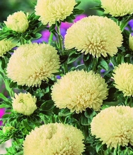 Asteres ķīnas Balloon Yellow 30 gab Satimex