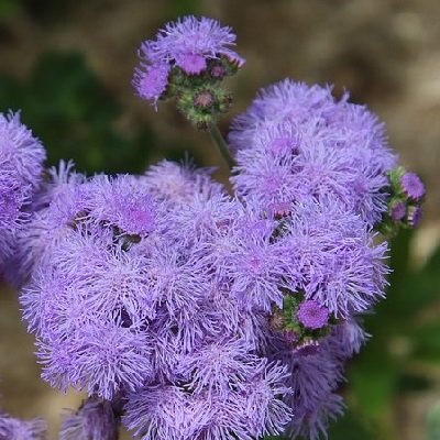 Haustona agerāts Blue Horizon F1 20 gab Muller seed