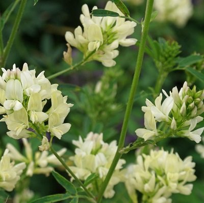 Lucerna Alba 1 kg Granum