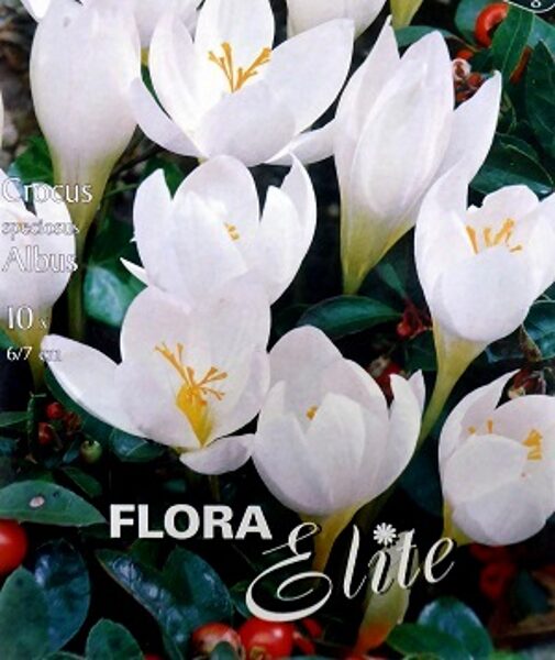 Krokuss krāšņais ALBUS 10 gab Flora Elite Holande