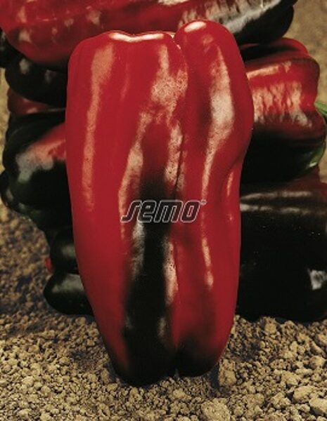Paprika saldā ALCEO F1 5 gab SEMO