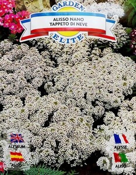 Alise Alisso nano Tappeto di neve 0.5 g Galassi Sementi A.P.