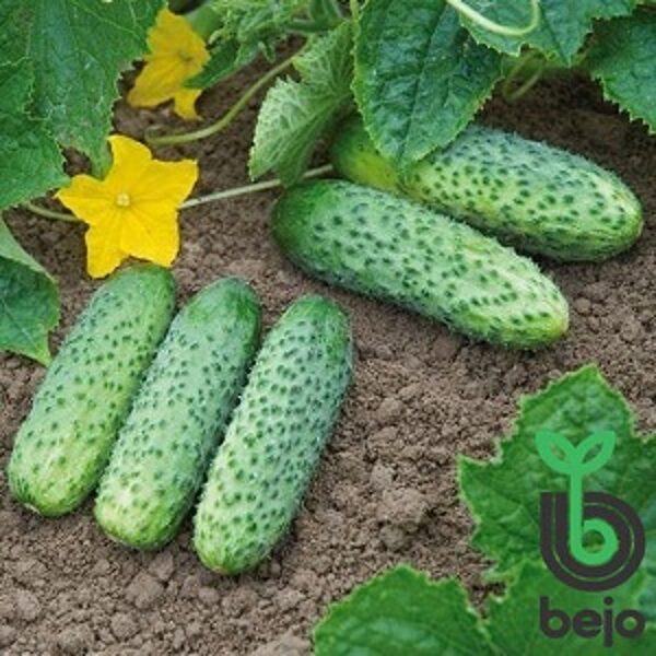 Gurķi AMANT F1 250 gab Bejo Zaden