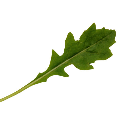 Rukola ANASTAZIA 1 g Enza Zaden