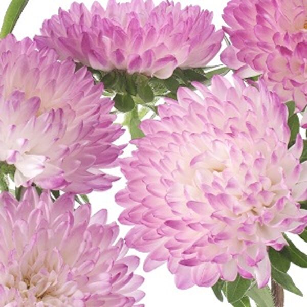 Asteres ķīnas peoniju ANIELKA  0.5 g Torseed