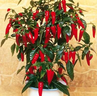 Pipari asie APACHE F1 3 gab Syngenta