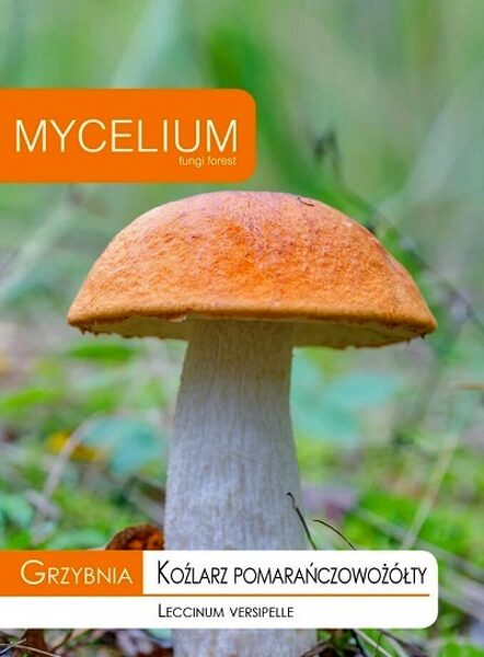 Dzeltenbrūnās apšubekas micēlijs 10 g Mycelium