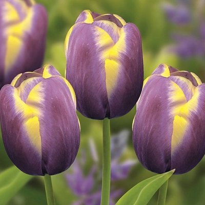 Tulpe triumfa Arabian Beauty 1 gab