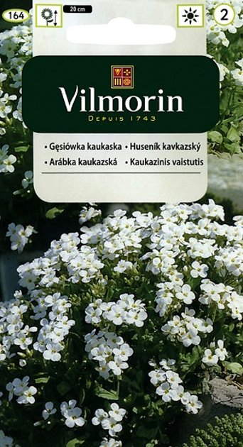 Kaukāzu arābe balta 500 mg Vilmorin