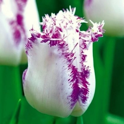 Tulpe bārkstainā Aria Card 1 gab