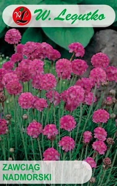 Jūrmalas armērija 0.15 W.Legutko