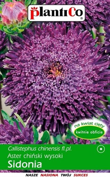Asteres ķīnas princešu Sidonia violeta 1 g PlantiCo   A.P.
