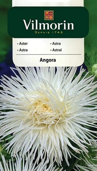 Asteres ķīnas adatainās ANGORA 500 mg Vilmorin