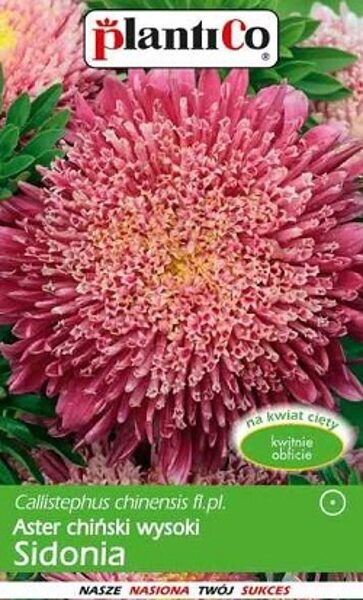 Asteres ķīnas princešu karmīnrozā SIDONIA 1 g PlantiCo  A.P.