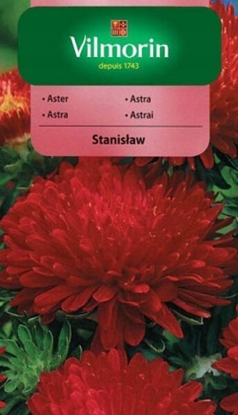 Asteres ķīnas peoniju Stanislaw 500 mg Vilmorin