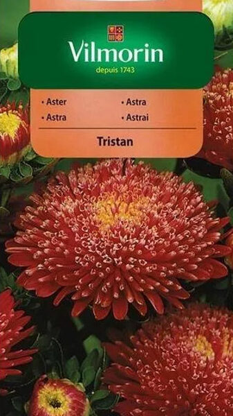 Asteres ķīnas princešu Tristan 500 mg Vilmorin