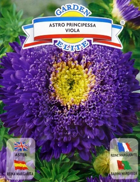 Asteres ķīnas princešu PRINCIPESSA violetas 0.8 g Galassi Sementi