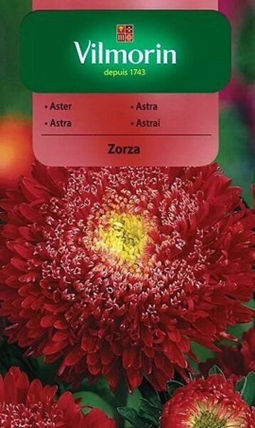 Asteres ķīnas princešu Zorza 500 mg Vilmorin