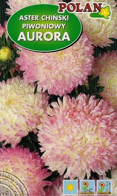 Asteres peoniju augstās Aurora 1 g Polan