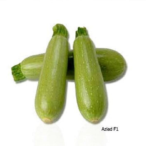 Kabači AZIAD F1 12 gab Sakata