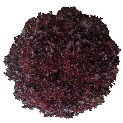Salāti lapu Bacchus 20 gran Vilmorin