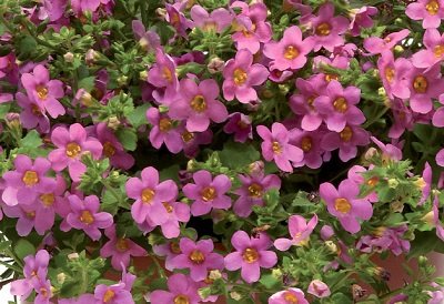 Bakopas Pinktopia® Carmine Rose 5 gab PanAmericanSeed