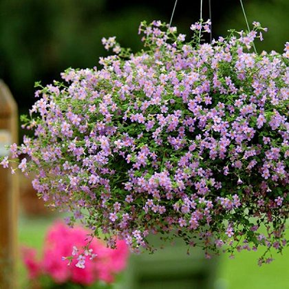 Bakopas Blutopia® Blue 5 gab PanAmericanSeed