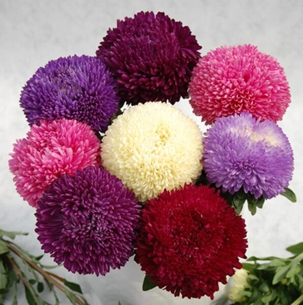 Asteres ķīnas Balloon MIX 500 gab Satimex