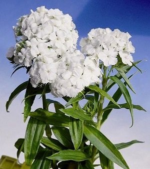 Studentu neļķes (SPRING CHARM) White 1 g Graines Voltz