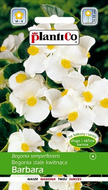 Ilgziedīgā begonija- Leduspuķe BARBARA 0.1 g PlantiCo