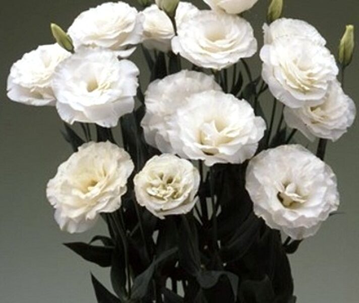 Lielziedu lizantes Arena  2 Kilimanjaro F1  10 granulas Takii Seed