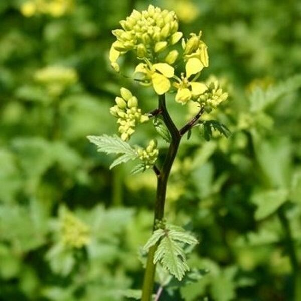 Baltās sinepes 3 kg Plantator agro