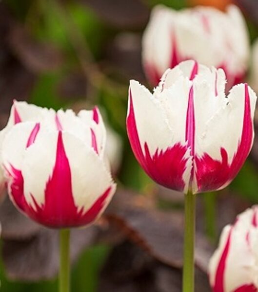 Tulpe bārkstainā Flaming Baltic 1 gab
