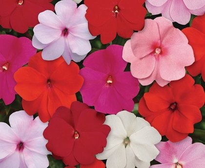 Balzamīnes  DeZire™ F1  Mixture 15 gab  PanAmerican Seed