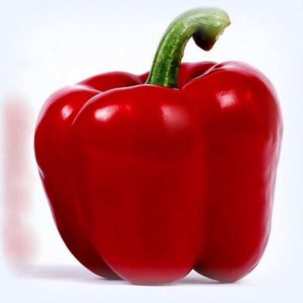 Paprika Banckers F1 10 gab Enza Zaden