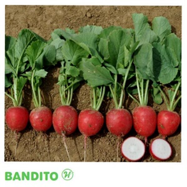 Redīsi Bandito F1 apm. 10000 gab Hazera