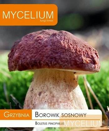 Priežu baravikas micēlijs 10 g Mycelium