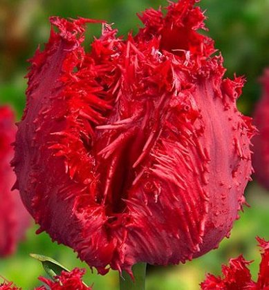 Tulpe bārkstainā Barbados 1 gab