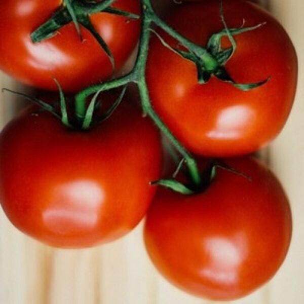 Tomāti BARIBINE F1 50 gab Syngenta