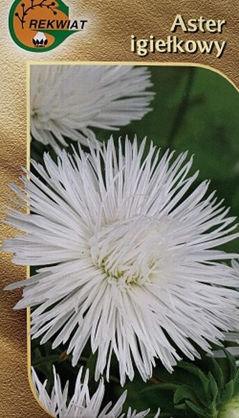 Asteres ķīnas adatainās BEATA 1 g Rekwiat