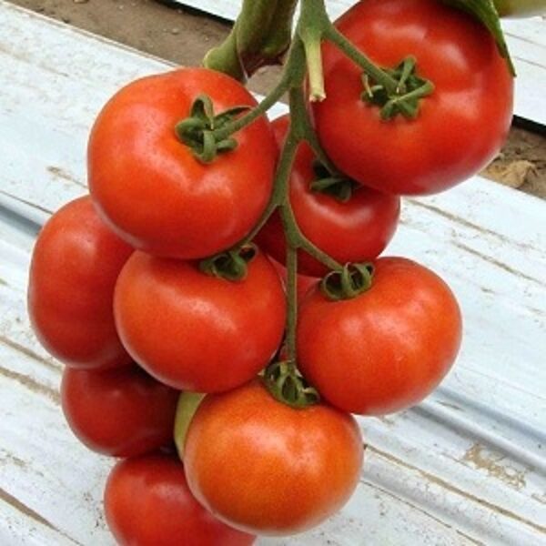 Tomāti BELFAST F1 15 gab Enza Zaden