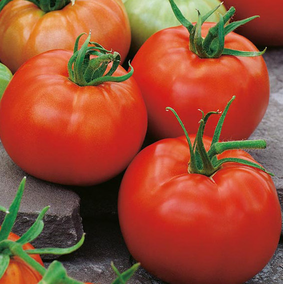 Tomāti BELLE F1 5 gab Enza Zaden
