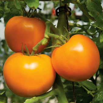 Tomāti BEORANGE F1 5 gab De Ruiter Seeds