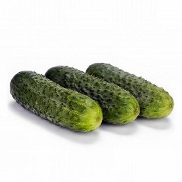 Gurķi BERLIOZ F1 15 gab Rijk Zwaan