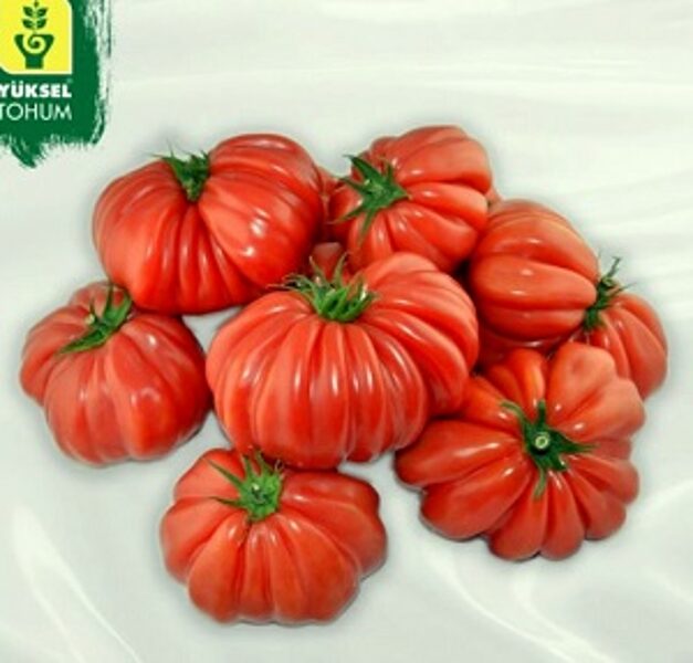 Tomāti BIG BOSS F1 3 gab Yüksel Tohum