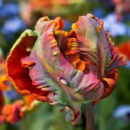 Tulpe papagaiļveida Blumex Favourite  5 gab 