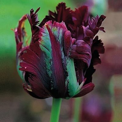 Tulpe papagaiļveida Black Parrot 1 gab