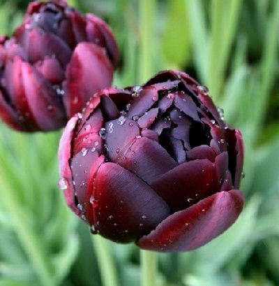 Tulpe pildītā Black Hero 1 gab