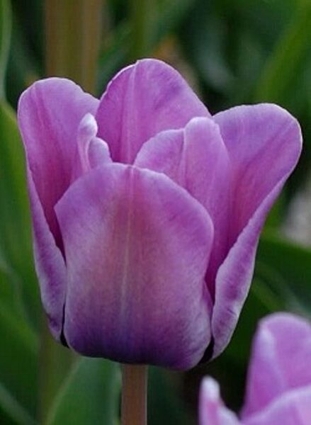 Tulpe vēlā vienk.z. BLEU AIMABLE 5 gab