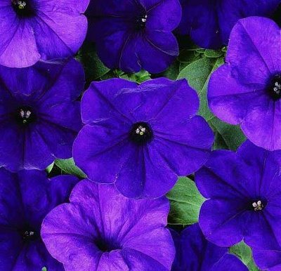 Petūnija Easy Wave® Blue F1 5 gab PanAmericanSeed